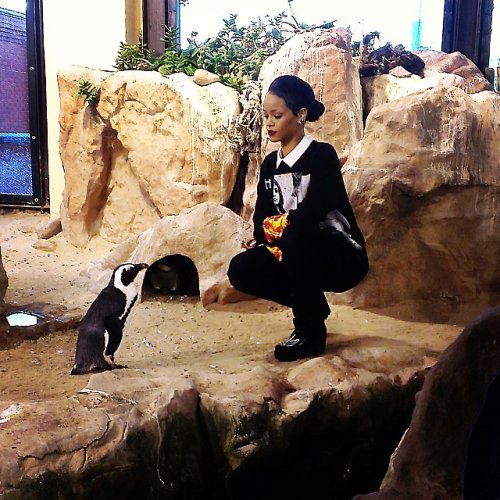 syntaxmoot's tweet image. Filed under 'You didn't know you needed this, but you do, desperately': @rihanna and this penguin regarding one another gravely.