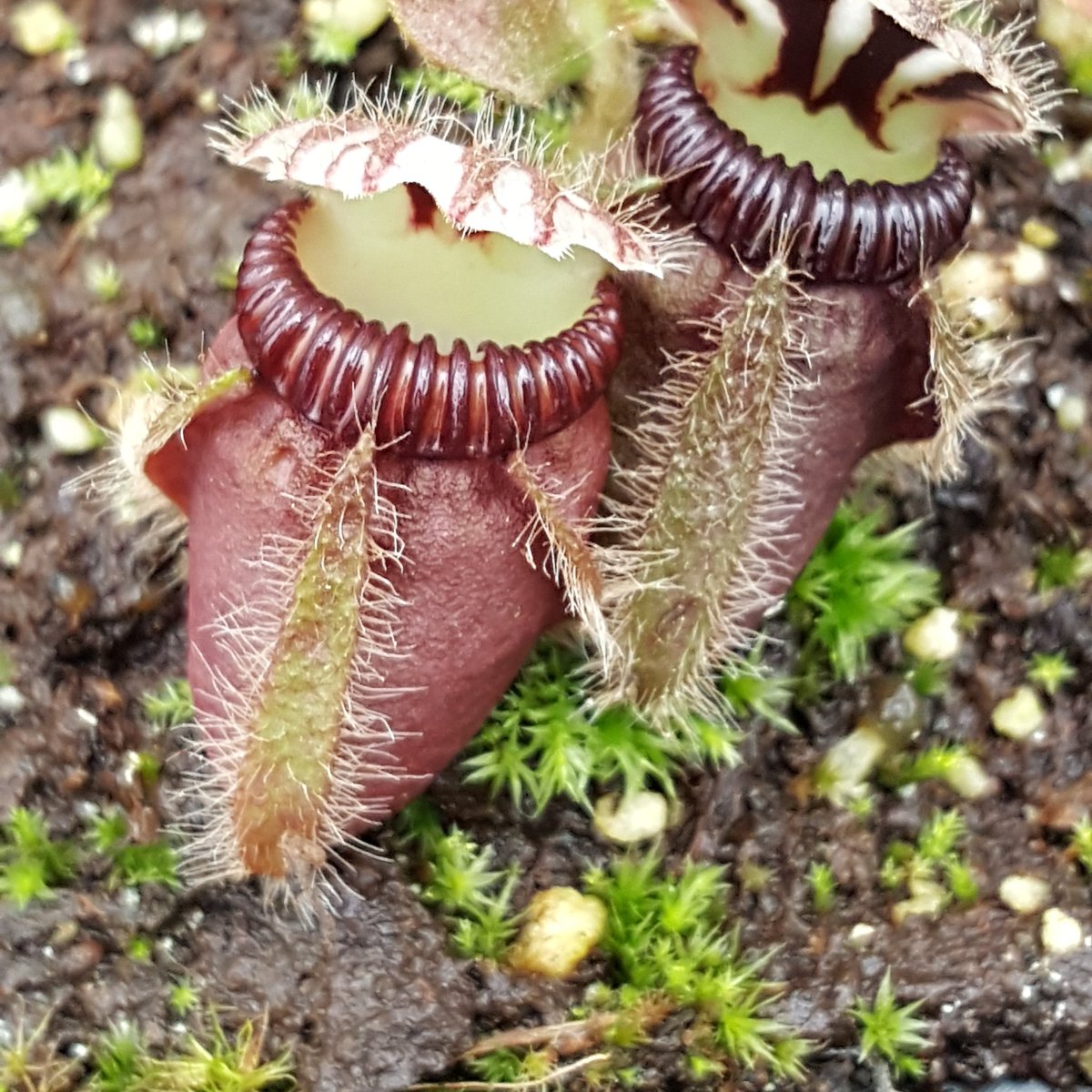 その他観葉植物 cephalotus follicularis Donnelly  cephalotus follicularis Donnelly River - その他観葉植物オンライン