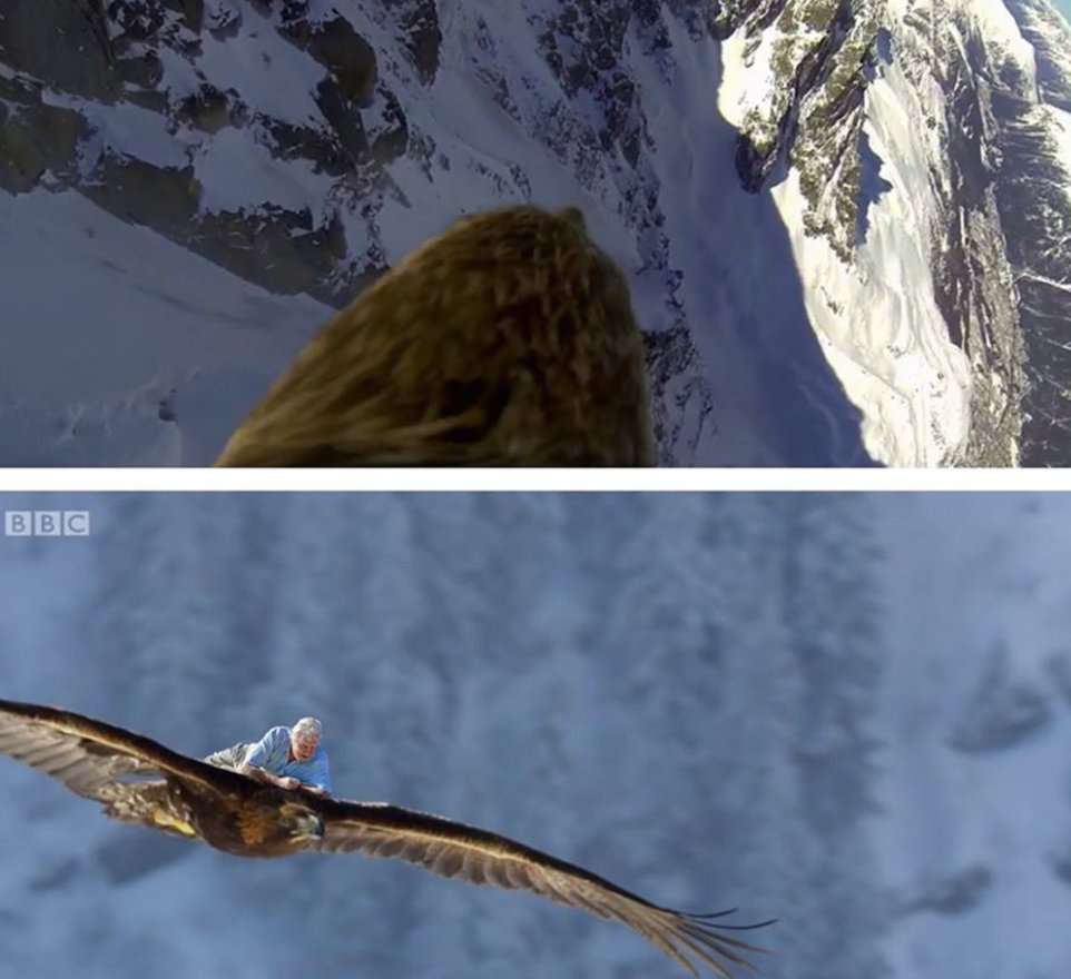 sophxthompson's tweet photo. It's amazing how much David Attenborough puts on the line to get the perfect shot https://t.co/KfaU4ounWr