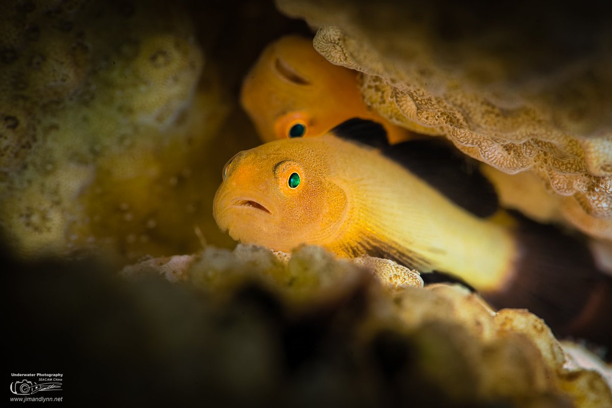 Jim_Lynn_Photo's tweet photo. 熊貓蝦虎魚(Panda Goby) https://t.co/umvArhJMsl