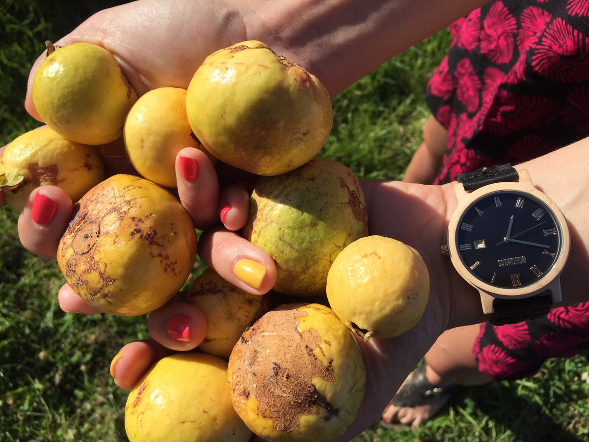 Es hr de recolectar #guayabas!! 😋💪🏻🗿#FeñaOnTour #IslaDePascua #Anakena #travelblogger #MotivadasDeViaje #EasterIsland  <a href="/motivadas_com/">MotivadasDeViaje</a> 💕✈️🌺