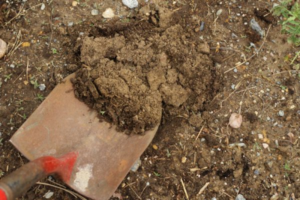 7 Easy Ways For Improving Garden Soil - homesteadingfreedom.com/7-easy-ways-fo…
