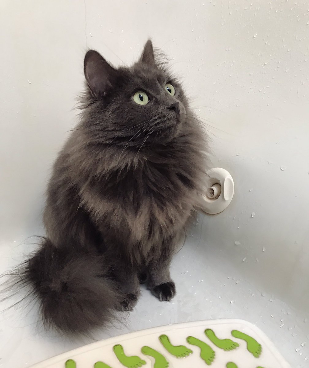 kalanyy's tweet photo. Shower inspector on duty. #KaraDanpurrs #IHopeIPassed https://t.co/bt8c07xhLH