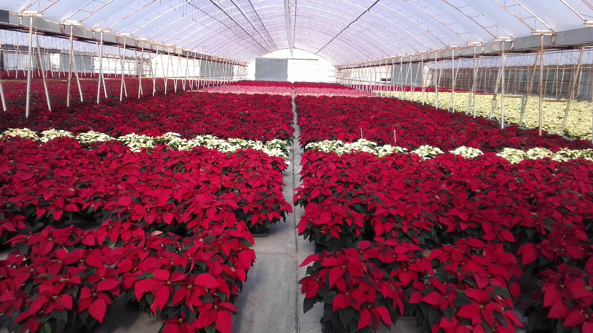 ParksRetail's tweet image. Poinsettias are ready at retail store for all your holiday events!!!