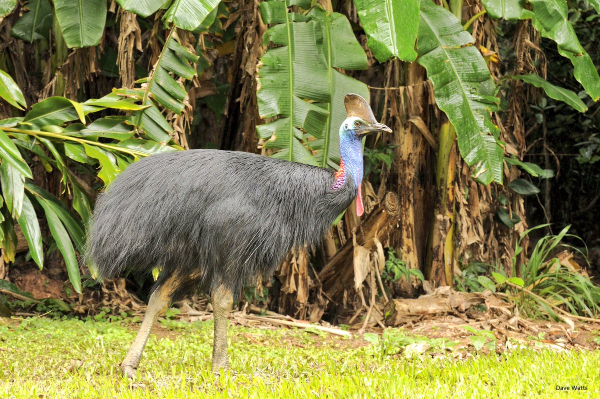TSCommissioner's tweet image. Looking forward to talking about plants and habitat for #SavingSpecies this morning @ANPlantC #APCC11 #WildOz @WildMelbourne @774melbourne