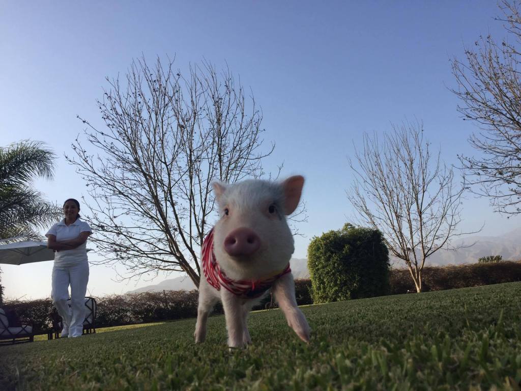 thorthepig's tweet photo. Buen lunes a todos https://t.co/AVqWoL7kwn https://t.co/1jWKKbTd2i