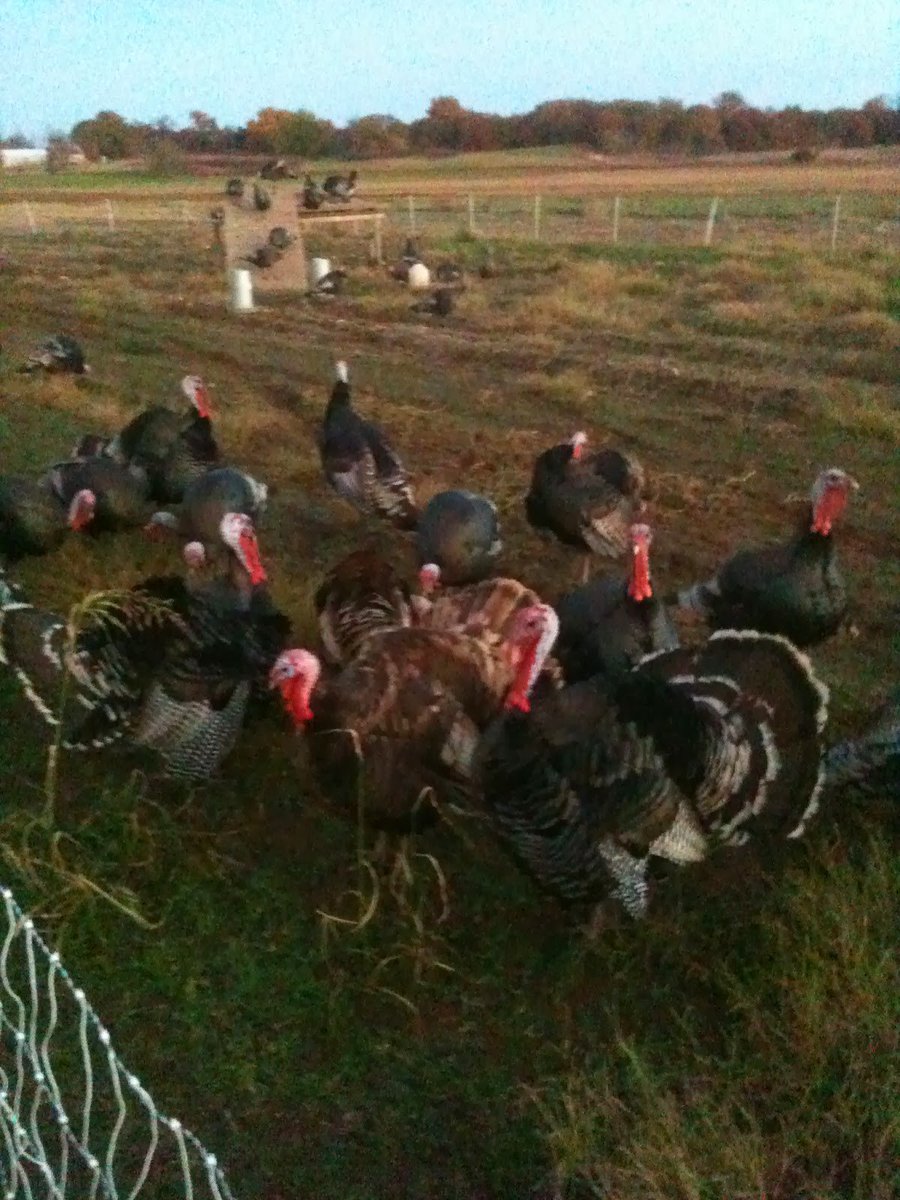 Agruity's tweet photo. Thanksgiving is the best time to support your local farmers 413 Farm Canyon Ridge Farm. There are still turkey!
https://t.co/Lgz5DYRH4R https://t.co/bMoWeKfc84