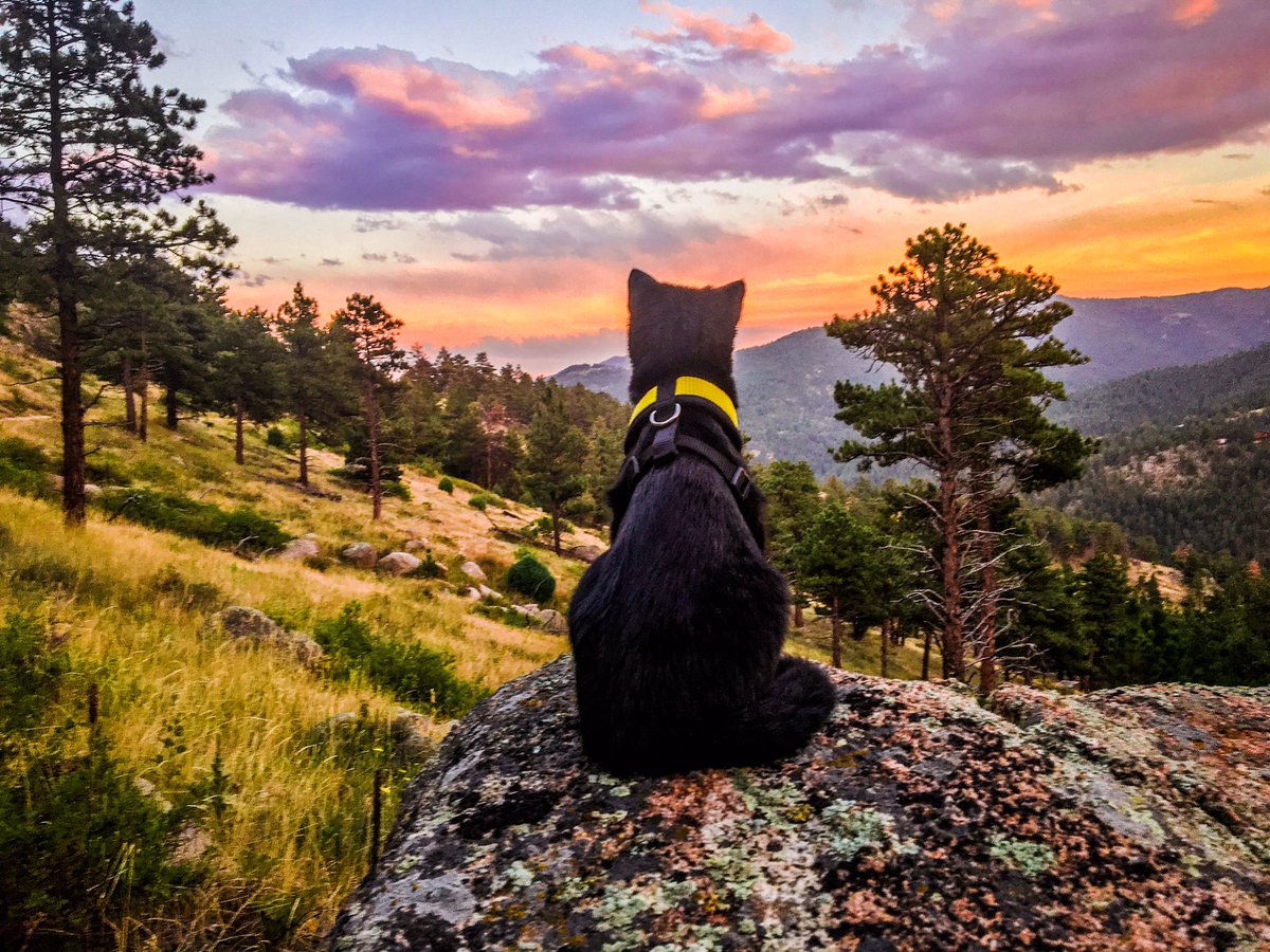 Even my cat Simon loves to watch the sunset #adventurecats