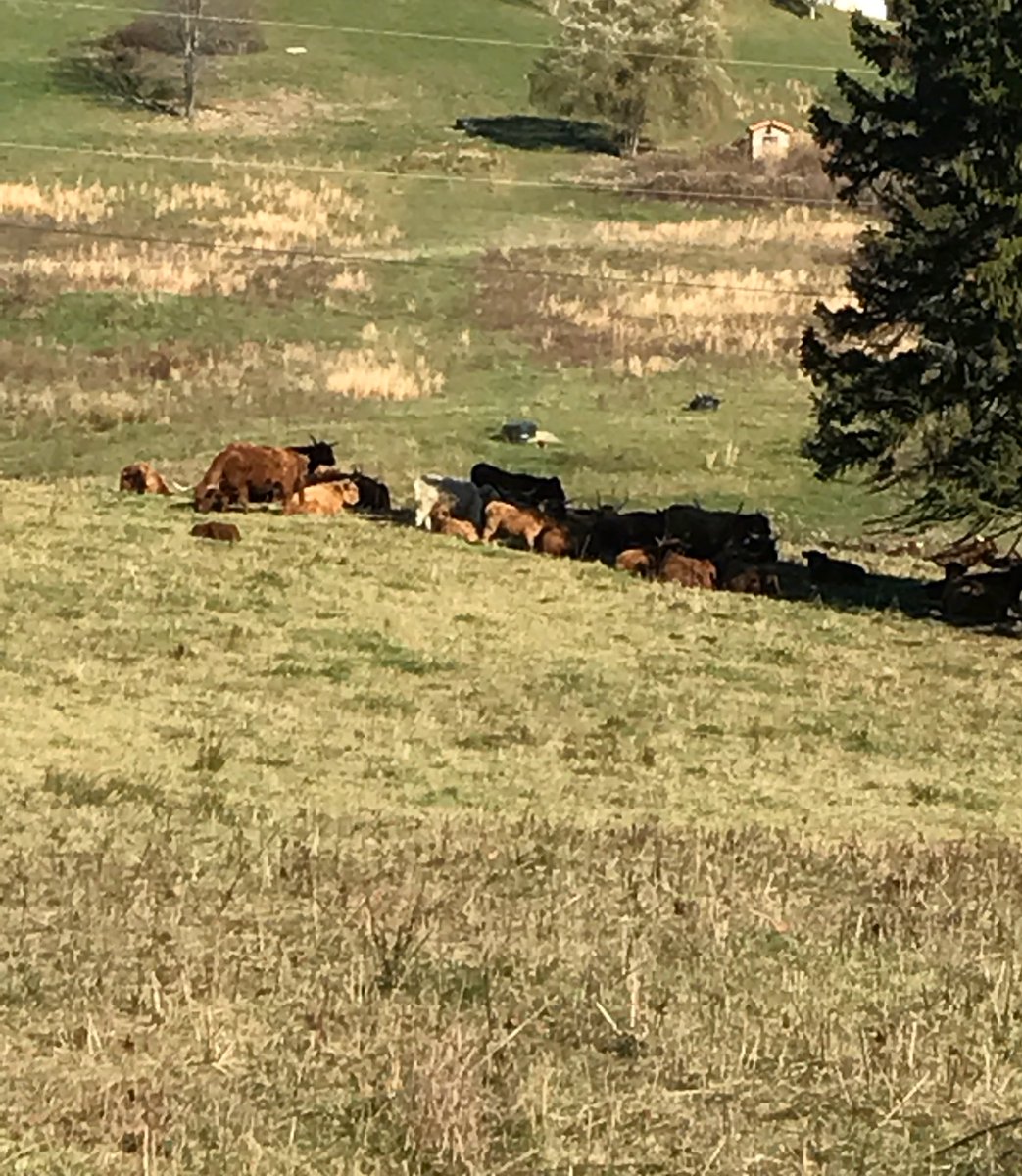 SewPlayful's tweet photo. @NorthWoodsRanch how Long will they be here. I walked down to see them but they're too far away under the tree https://t.co/ZQHYgV3BdU