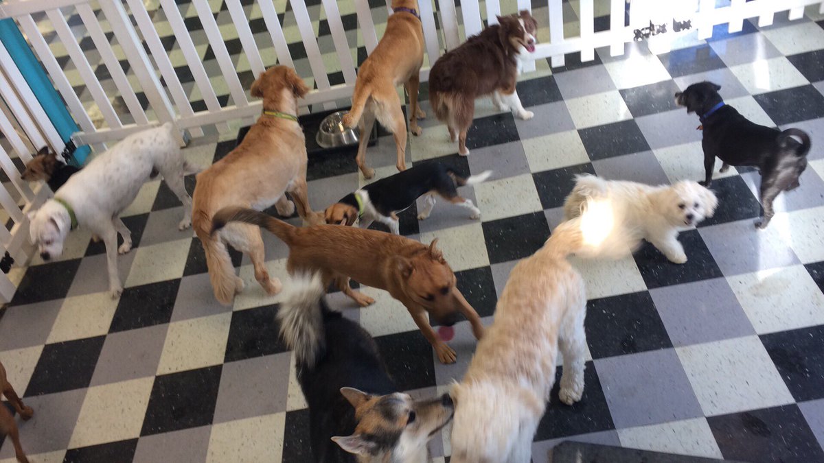 HappyDogsWloo's tweet image. Monday's!! #happydogs