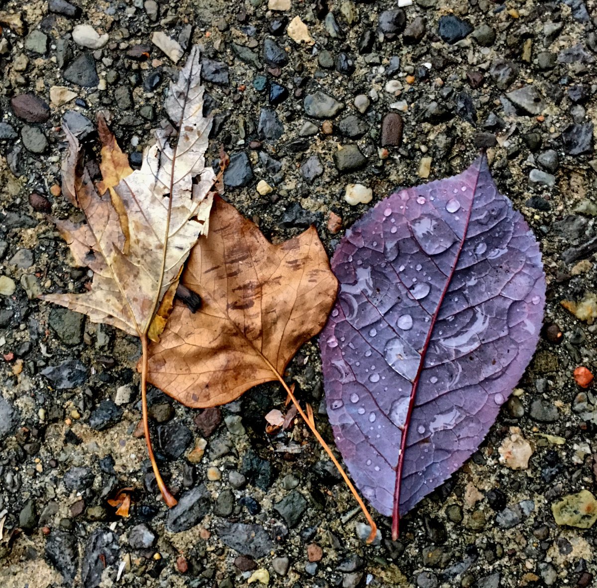 LakeCityPhoto's tweet photo. Buffalo colors. #photography #thatfallsmell https://t.co/YJaLTM69vm