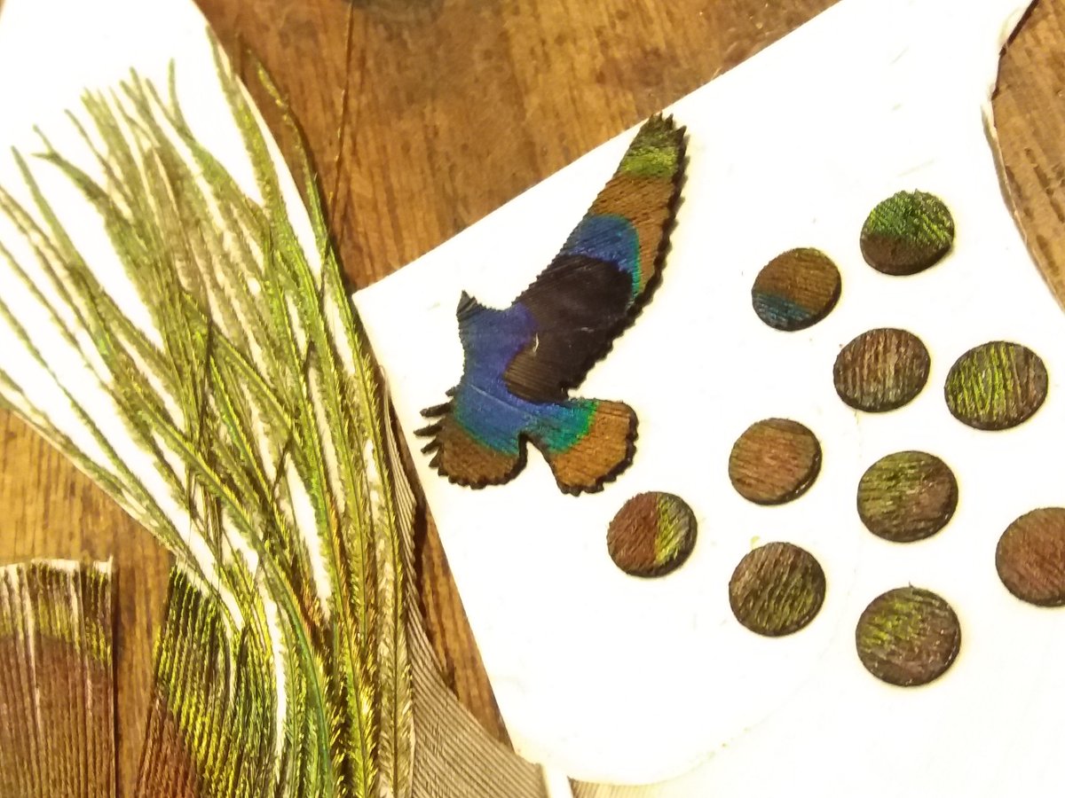 Hit_Shaker's tweet photo. #Laser cut #peacock #feather, loving these little pockets of iridescent green - getting everything ready for #CAF2016. https://t.co/Uz8afdBymi