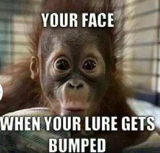 BankFishBliss's tweet photo. That pretty much sums it up! #Bankfishing #largemouthbass https://t.co/bEwqm4SIIH
