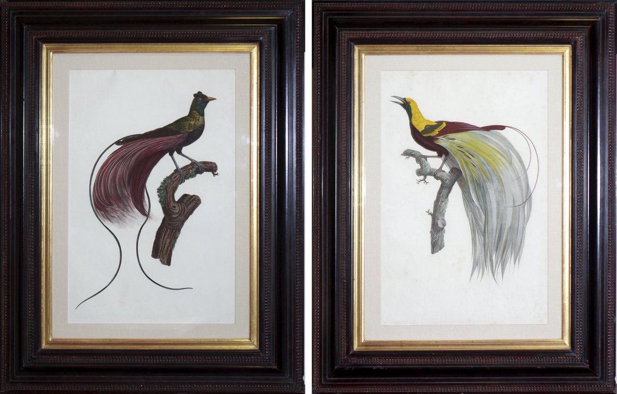AraderGalleryPA's tweet photo. Jacques Barraband, From Histoire Naturelle des Oiseaux de Paradis et des Rolliers, Pub: Paris, 1801-1806, Engravings, call 215-735-8811 https://t.co/NuJQbcnorU