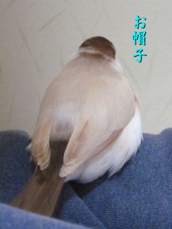 bubuhaha's tweet photo. かいぬしはハミモフよりも後頭部の白化ゾーンがツボ♡
あなたも浅帽になるのかしら( *´艸｀) https://t.co/XeoRYDUel0