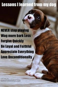 TailChase5k's tweet photo. Happy Monday all! #mondaymotivation #halifax #halifaxdoglovers #runhalifax #monday https://t.co/nszkG52SI2