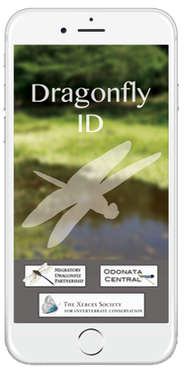 Dragonfly MDP tweet media