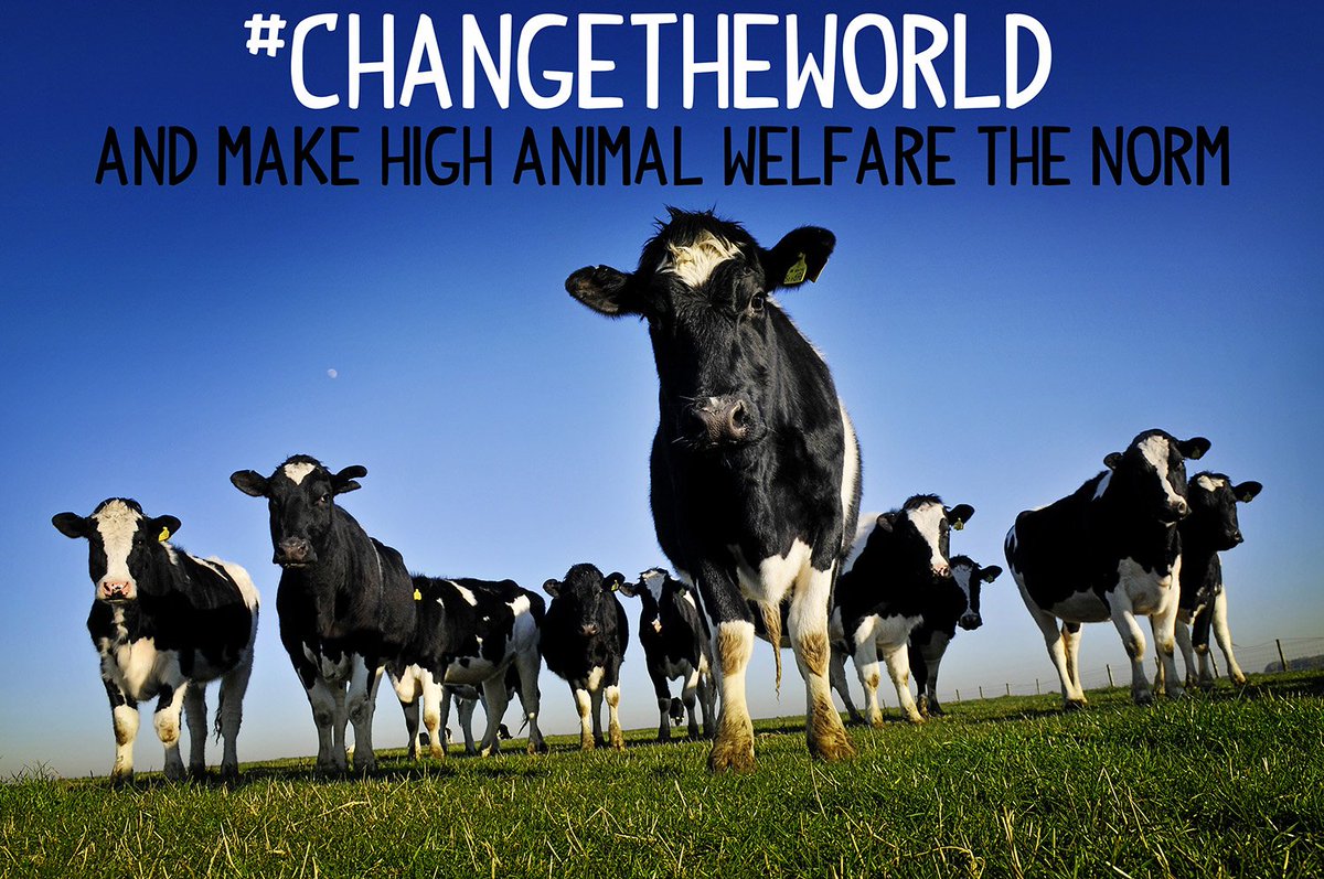 There are many cows. Сельское хозяйство германии. There are many cows. Животноводство. Farm animals for kids.