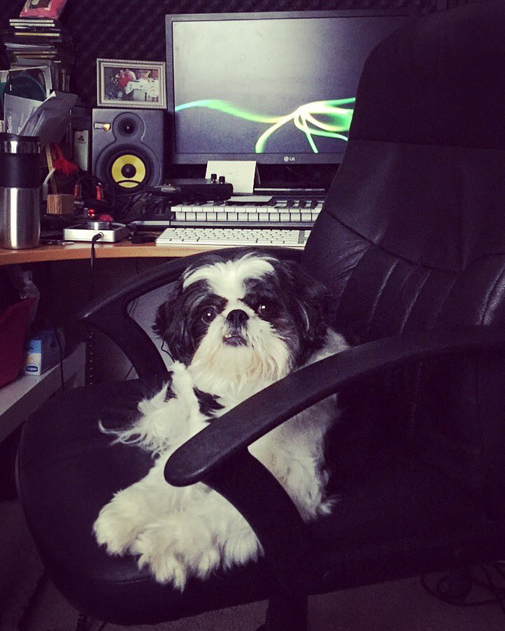 RachelSuter's tweet photo. Just helped himself....... #TheRealBossAroundHere #Howie #ShihTzuProblems https://t.co/Kdcwy9liu5