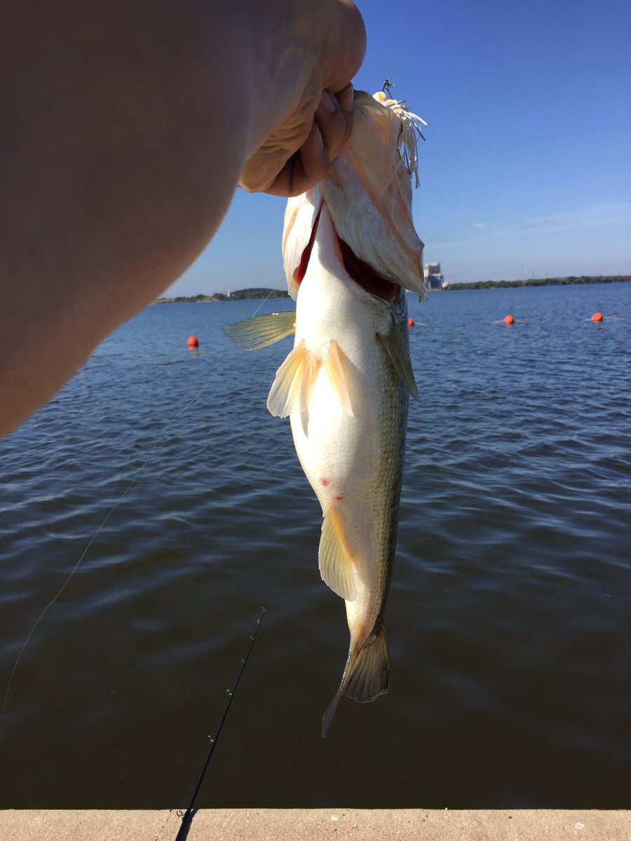 texas_angling's tweet photo. Nice fish on the spinnerbait! Saw it was chasing shad and it hit first cast https://t.co/AMfxL04SJU