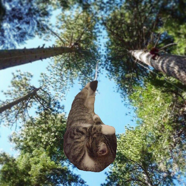 Mackerelthecat's tweet photo. Can't wait to dive into tonight's @imacelebrity Mack 🐾 #cats #catskills #whodareswins #bungeejump @antanddec #CatsOfTwitter https://t.co/CDfwcljPmy