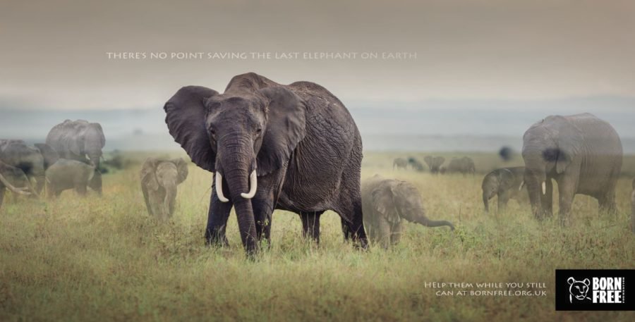 Foreign, Commonwealth & Development Office (@fcdogovuk) on Twitter photo "I believe that we can still win for the animals" <a href="/willtravers/">Will Travers</a>
Read more: ow.ly/RIIY3069XAK #GlobalBritain #EndWildlifeCrime "I believe that we can still win for the animals" <a href="/willtravers/">Will Travers</a>
Read more: ow.ly/RIIY3069XAK #GlobalBritain #EndWildlifeCrime