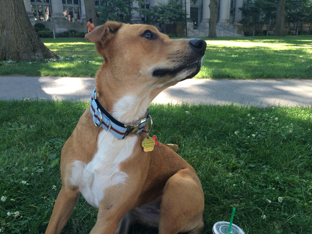 That mixture of blue and burgundy  martingale collar looks great on you Beans! #myifitbarks See what Beans' wearing: bit.ly/2eOqQK7