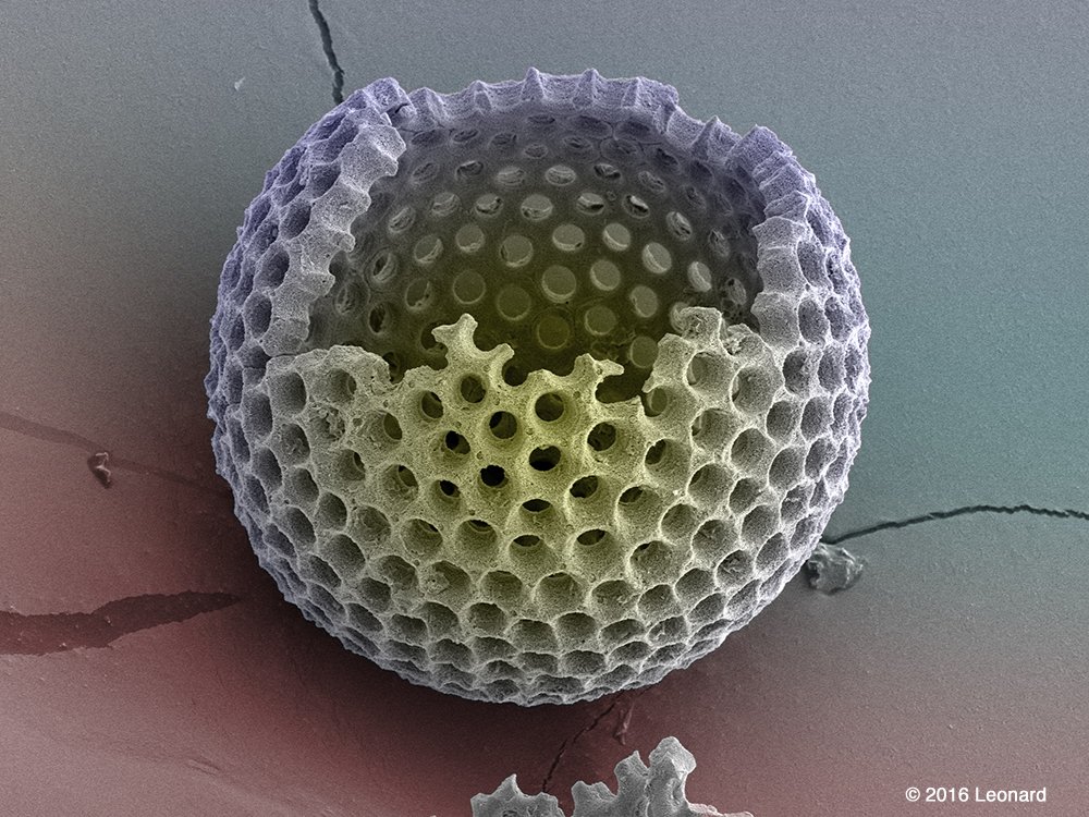 Andrew_Leonard's tweet photo. Broken Radiolarian #MicroSculptures #InteriorDesign #Architecture #ScienceArt #CorporateArt #MarineArt #APLMicroscopic #ByOurArt https://t.co/Ry36hspVU9