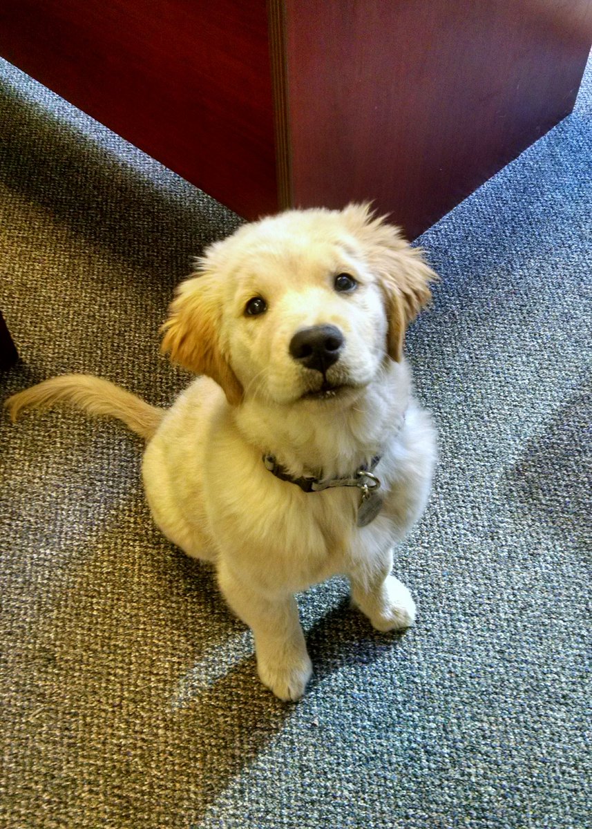 JustPeachie05's tweet photo. Back in the office after #Data16 with @BBPLLC's data pup Nala! She brings Keynote level energy to work. #officedog #Austin2Boston https://t.co/GAKwSQmkAQ