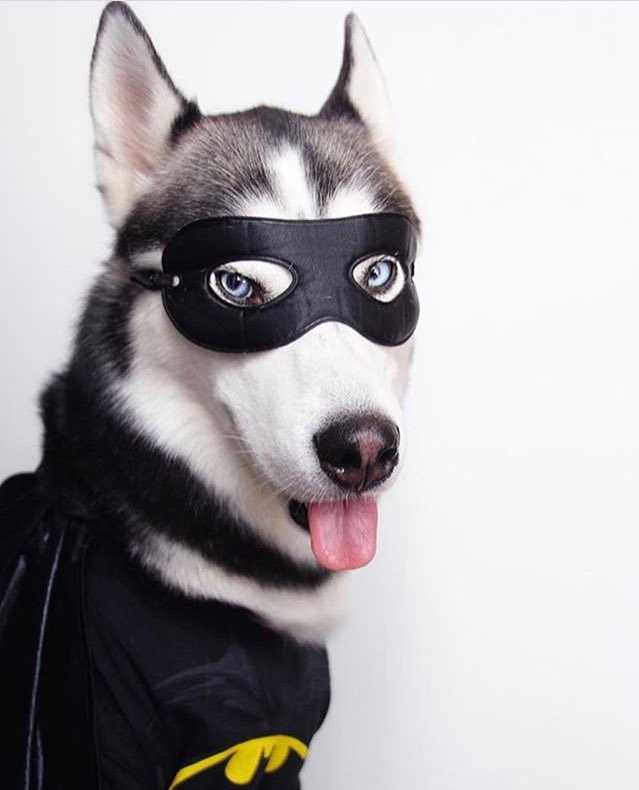 huskieshere's tweet image. Pic By: @ iheartmiles ( Ig )