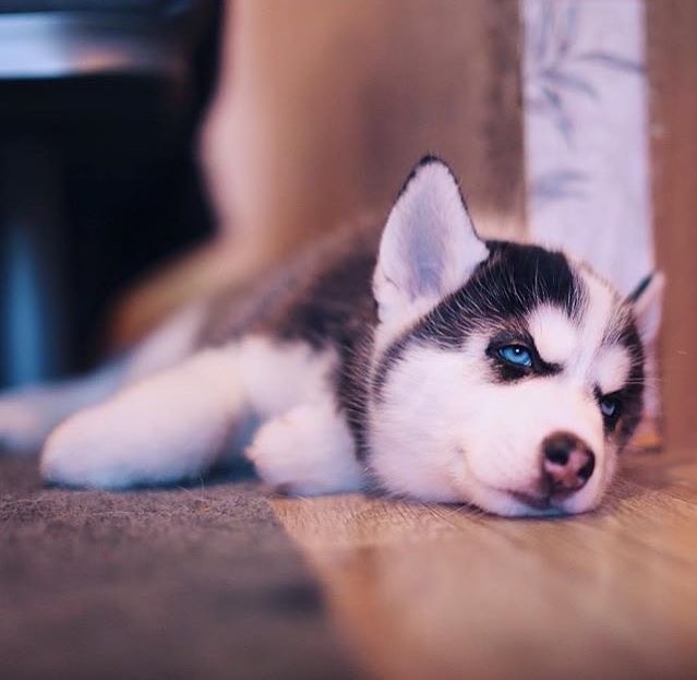 huskieshere's tweet image. Pic By: @ ulyageo ( Ig )