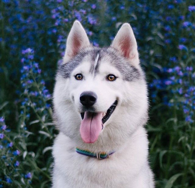 huskieshere's tweet image. Pic By: @ benderfrai ( Ig )