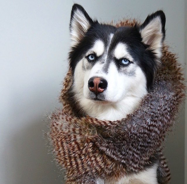 huskieshere's tweet image. Pic By: @ borisandtasha ( Ig )