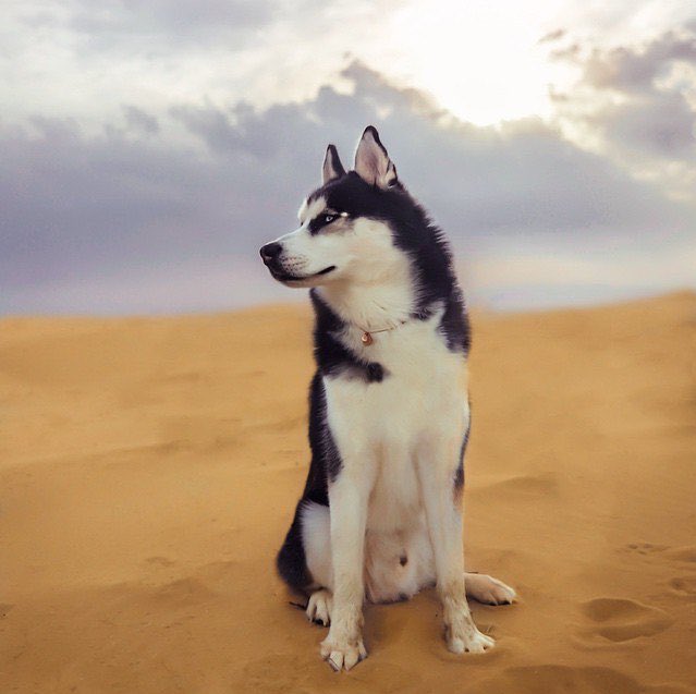 huskieshere's tweet image. Pic By: @ dmitri_thehusky ( Ig )