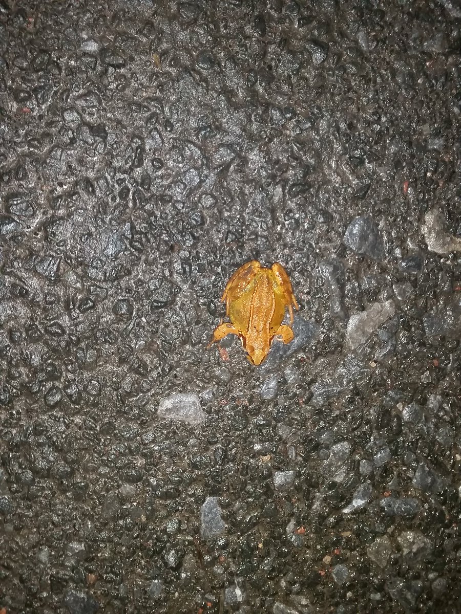 wanderingwestie's tweet photo. There was a Winter Frog on the walk. It was a surprise. I home it finds home soon. #walks #frog #autumn #winterfrog https://t.co/uoaaafI4q3