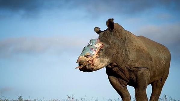 AlexPosternak1's tweet photo. After A Long Battle For Survive #Rhino #Hope Died, She Taught Us To Fight &amp; Never Surrender @fightforrhinos @HelpingRhinos @EleRhinoMarch https://t.co/ya0t6eLKmG
