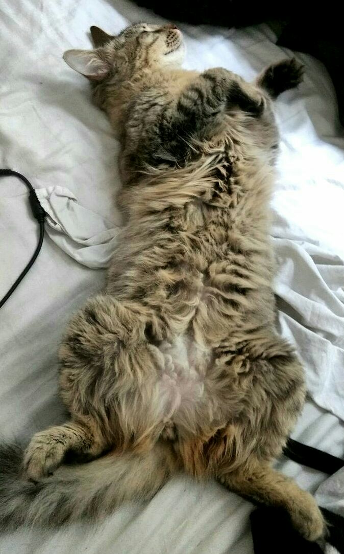 CodingRightsCat's tweet image. Last week all humans were: O.O "omg omg Trump".Now it's been raining for three days & my human can't take me out,I can only vogue like this: