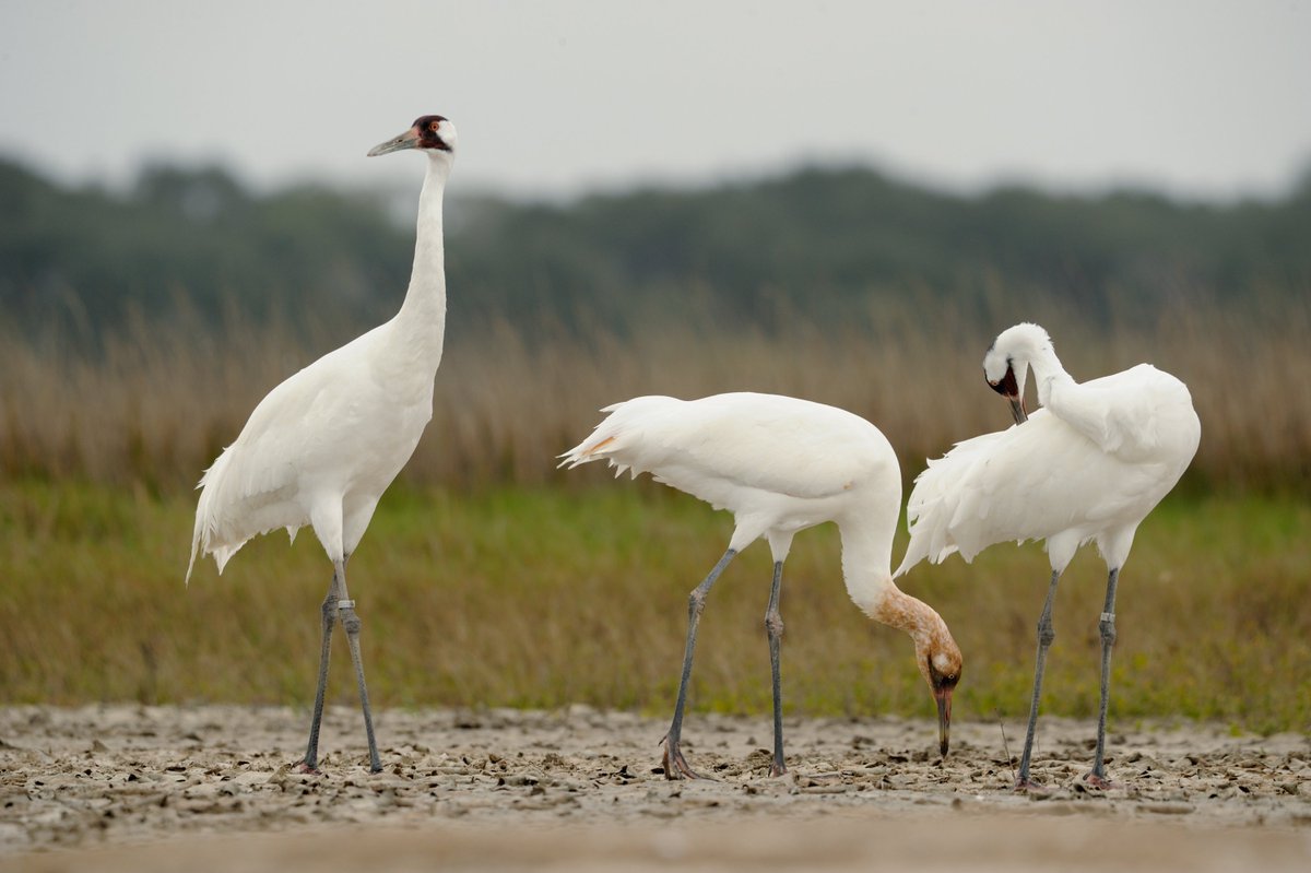Interior's tweet photo. It’s been a year of historic wildlife firsts. Here’s why you should care → https://t.co/Bz1tHed1ud https://t.co/sdZeX7lLrL