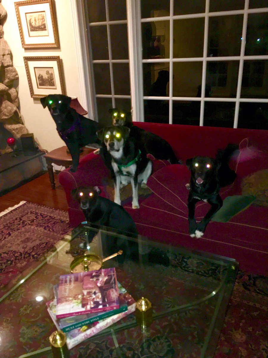 RamboDonkeyKong's tweet image. Oh. So glad you could join us. Come. Sit...stay.