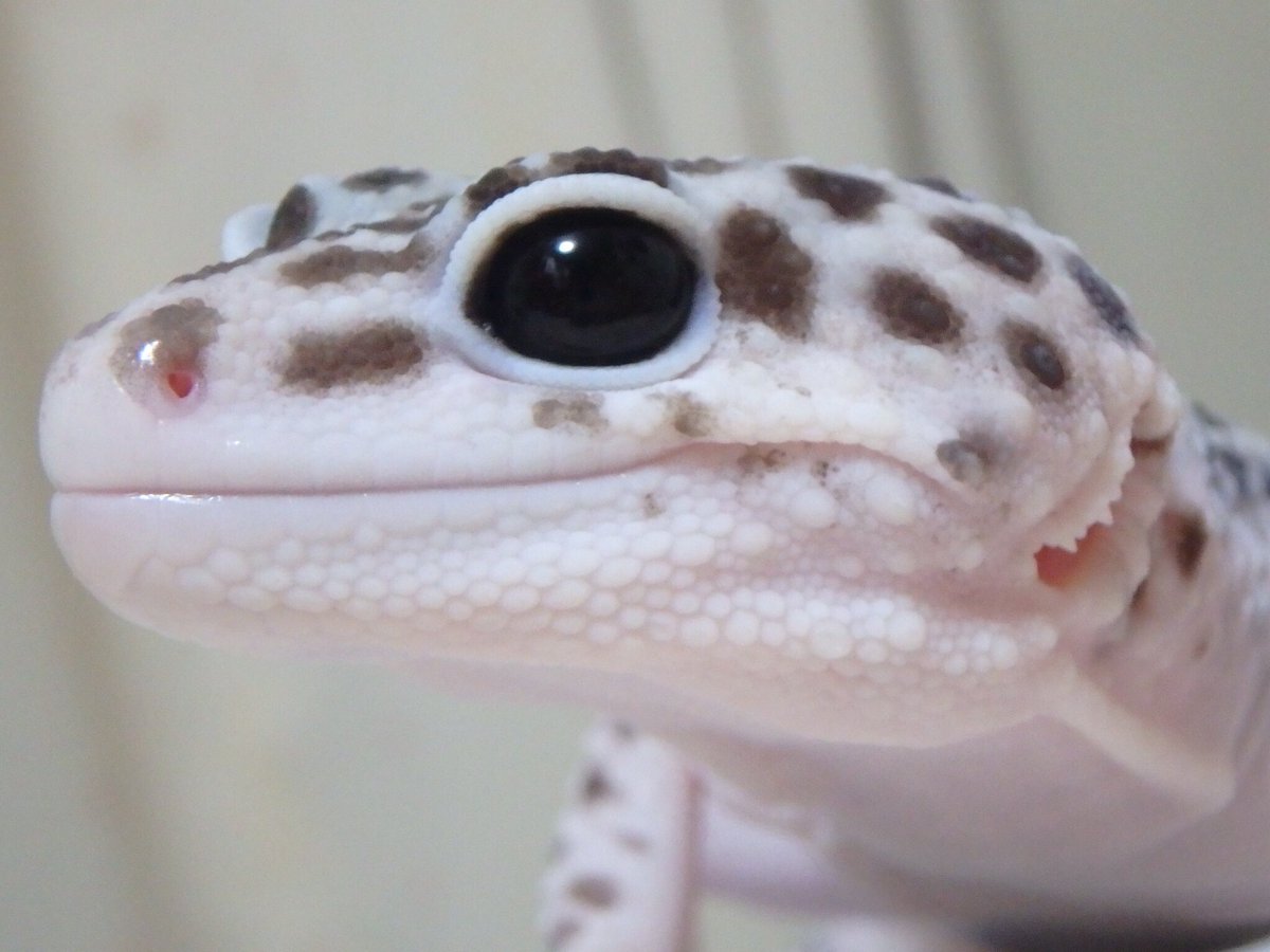 レオパの牛丸 童顔ヤモリ 爬虫類嫌いな人ってこれ見ても気持ち悪いと思うのかな 親バカ レオパードゲッコー ヒョウモントカゲモドキ ヤモリ スーパーマックスノー 爬虫類好きと繋がりたい