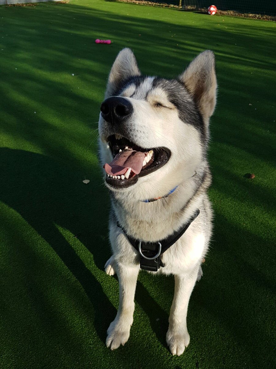 WARShelter's tweet photo. Bo is not coping with kennel life.please RT and help find him a foster home or his forever home https://t.co/BvYwwPW1c6 #WorcestershireHour https://t.co/xAvan1MYQa