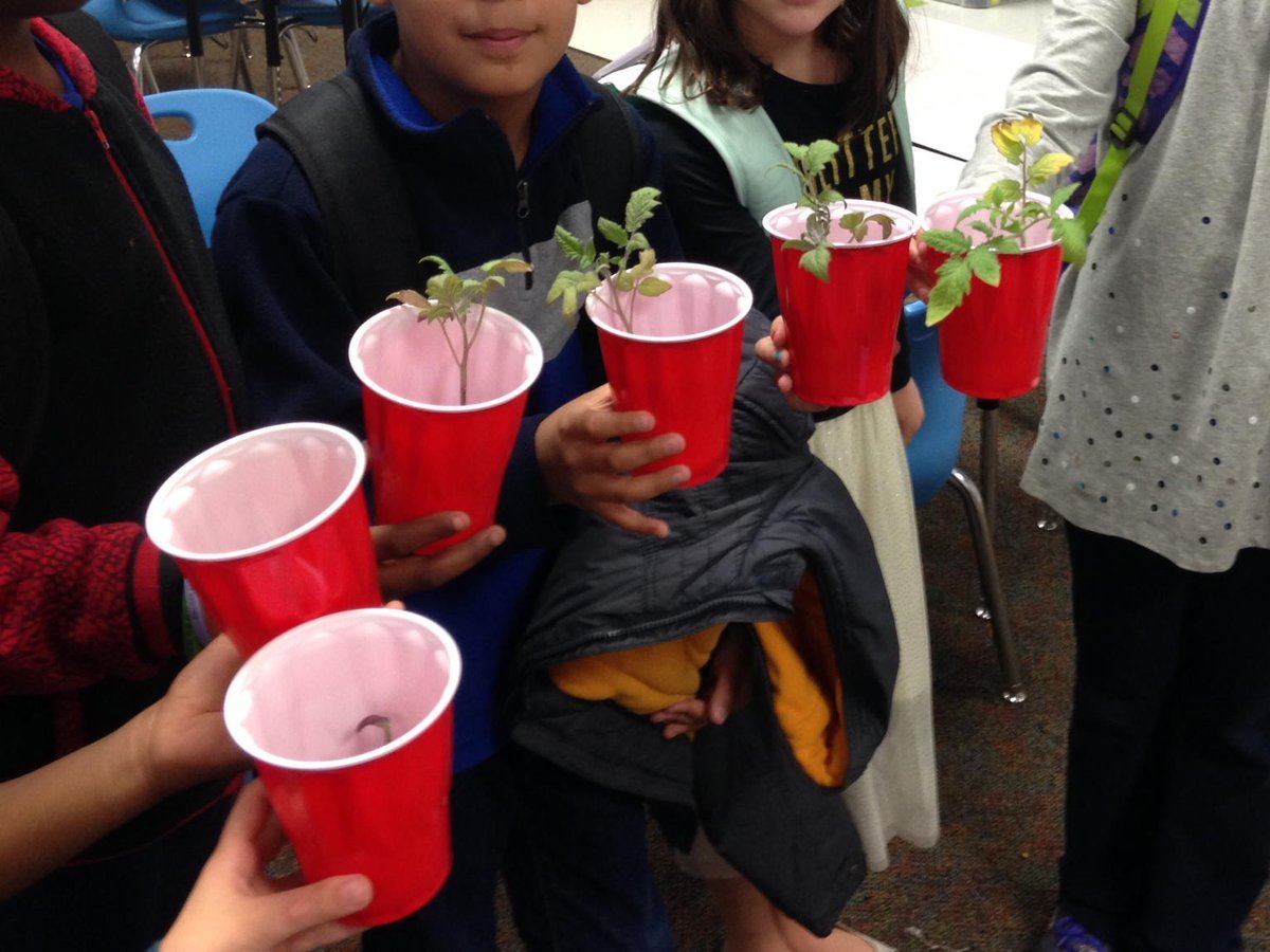 Brinchekscience's tweet photo. Space tomatoes are headed home today with 3rd grade! #tomatoesphere #TeamACES #spacetomatoes https://t.co/5WvrxbXQEm