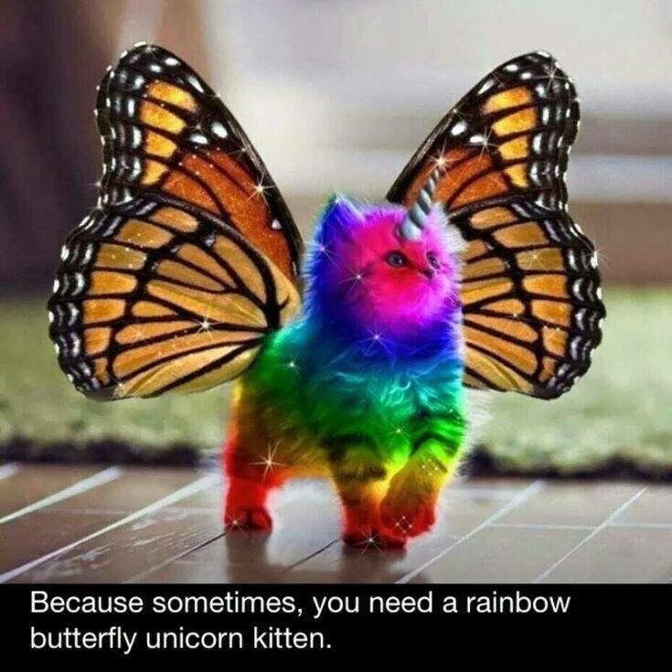 WTFMahon's tweet photo. #TheTimeIsRightFor a rainbow butterfly unicorn kitten https://t.co/Ze0179kOzJ