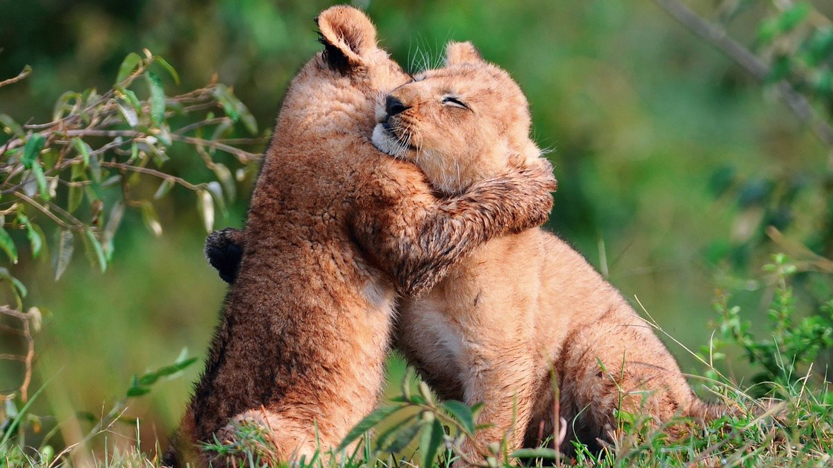 animalscloud tweet picture