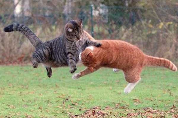 funnydog123's tweet photo. cat fight ear damage
https://t.co/9KwLeR8DiY

#cat #cats #catlovers #kitten #kitty #kittens #dog #dogs #doglovers #animals #animallovers https://t.co/tQD0NLjZdO