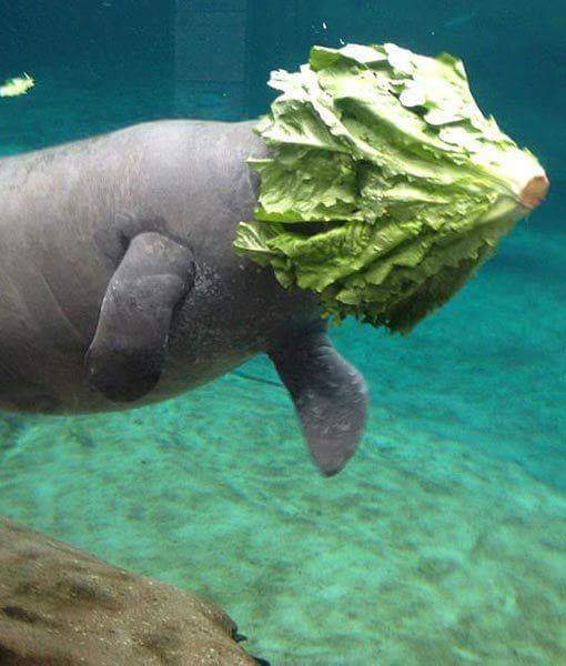 Happy Manatee Awareness Month!

#manatee #ohthehuemanatee