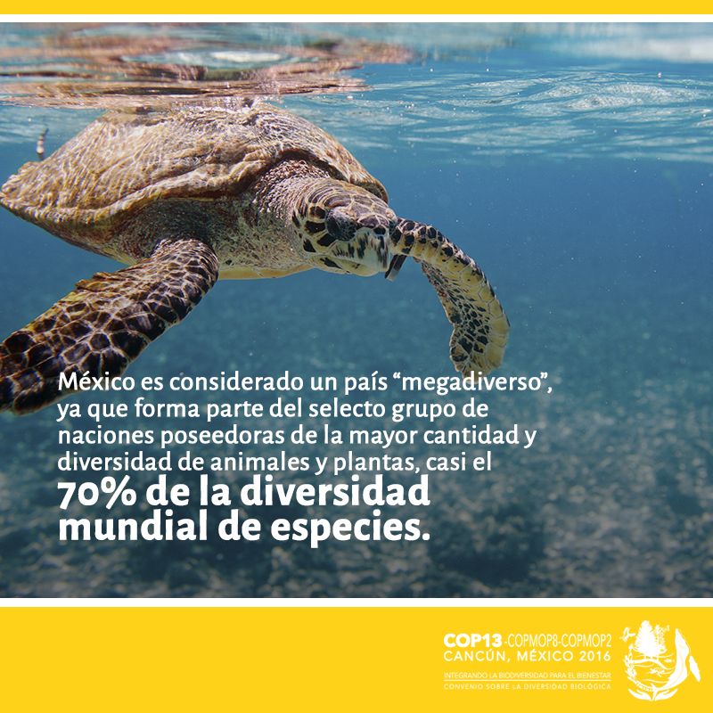 ¿Por qué México es un país megadiverso? #COP13