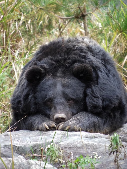 ニホンツキノワグマのtwitterイラスト検索結果 古い順