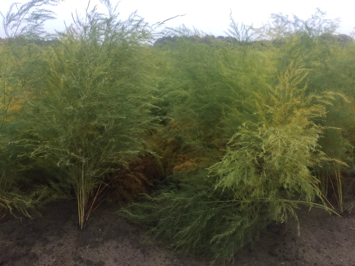 Sunshine Pickles (SunshinePickles) Twitter