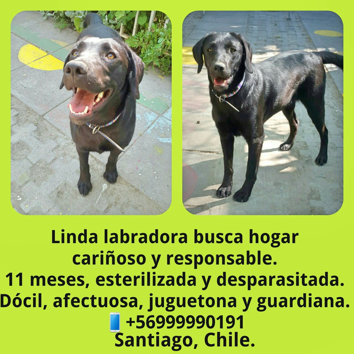 En adopción Sayen, busca un hogar cariñoso y responsable <a href="/Labradoreschile/">Labradoreschile</a> <a href="/leonardofarkas/">leonardofarkas</a>  @HaasChl <a href="/ayudadogscatscl/">Sandra Difunde</a>